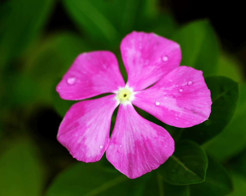 vinca blossom