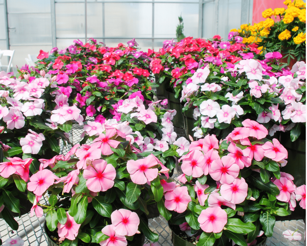 vinca with companion plants in background