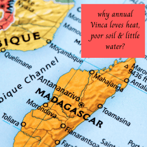 map of Madagascar origns of Annual Vinca