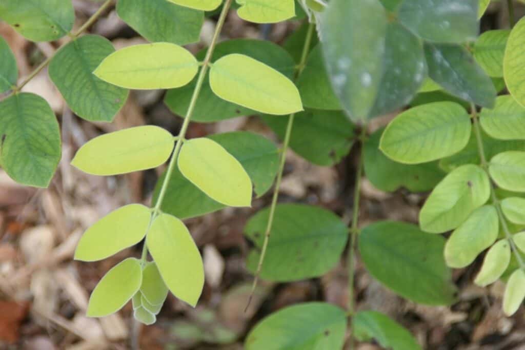 foliage of pink shower tree