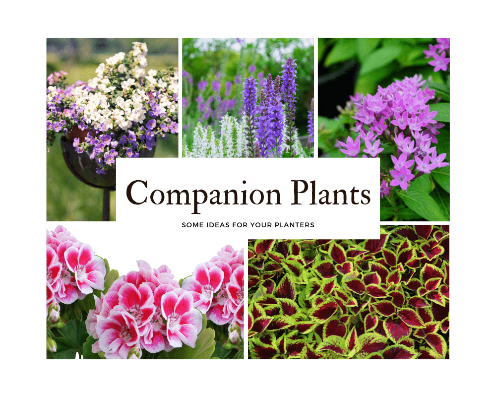 companion plants