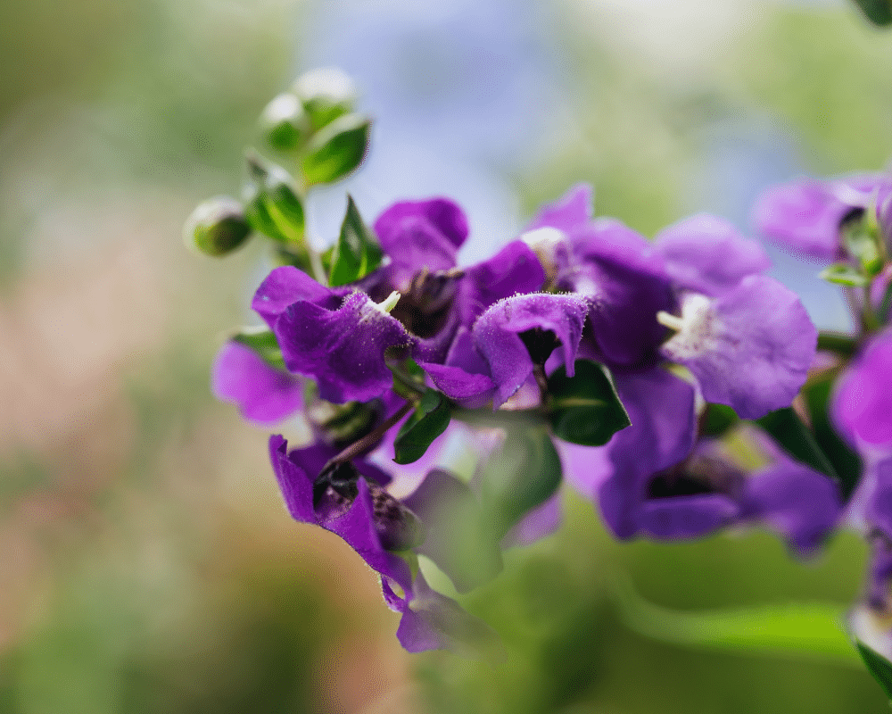 Close up of angelonia- the hot weather snapdragon you want