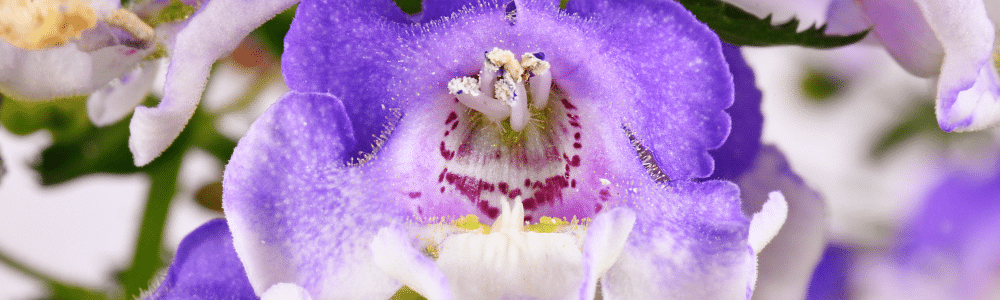 Angelonia close-up, the hot weather snapdragon you want