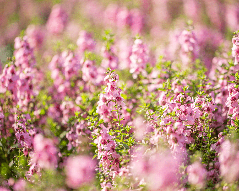 Angelonia-the hot weather snapdragon you want.