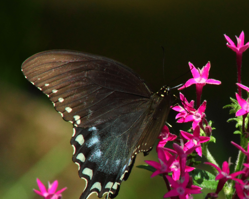 butterfly on pentas flower