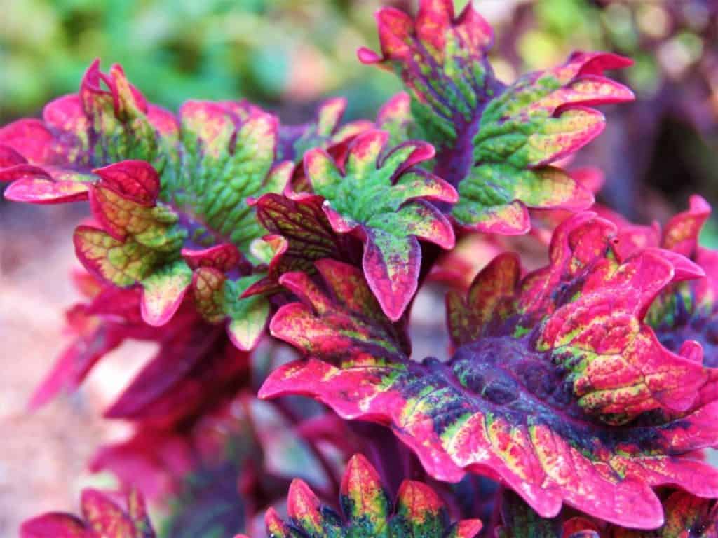 Multicolored Coleus foliage, related to the Mona Lavender plant.