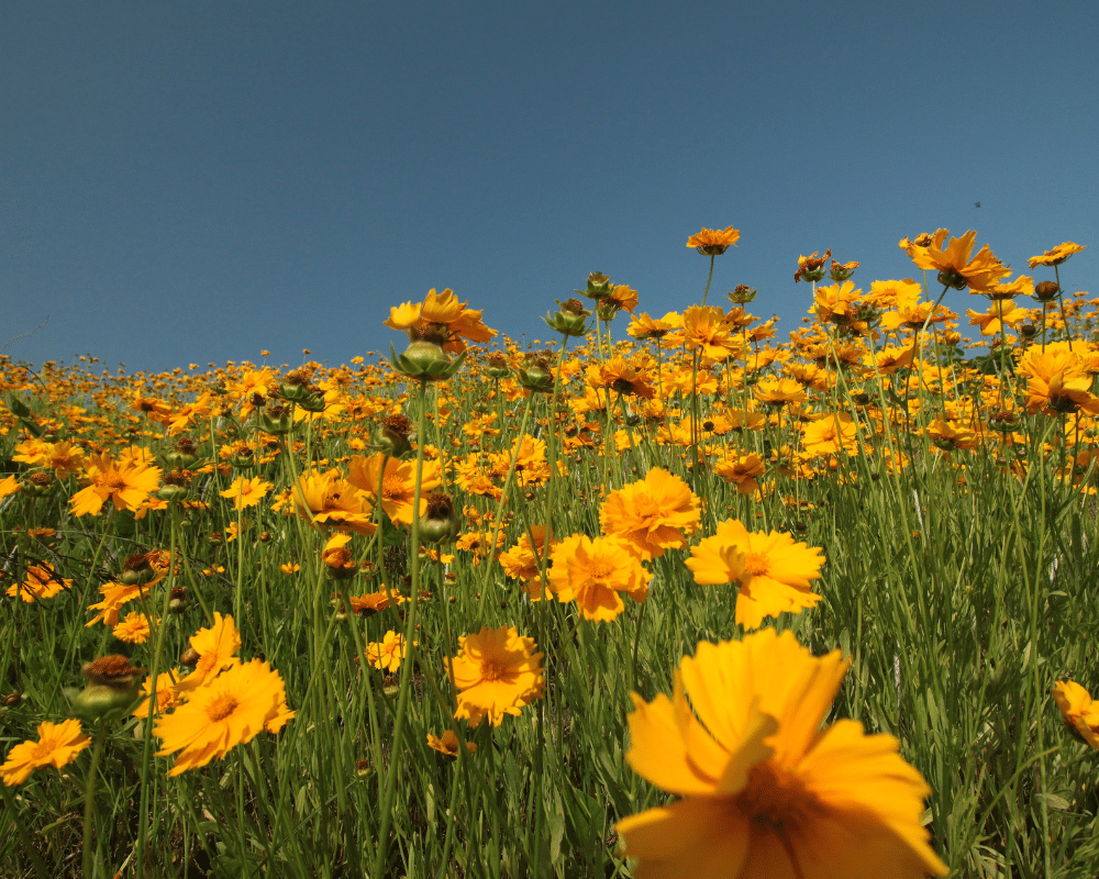 a meadow of coreopsis