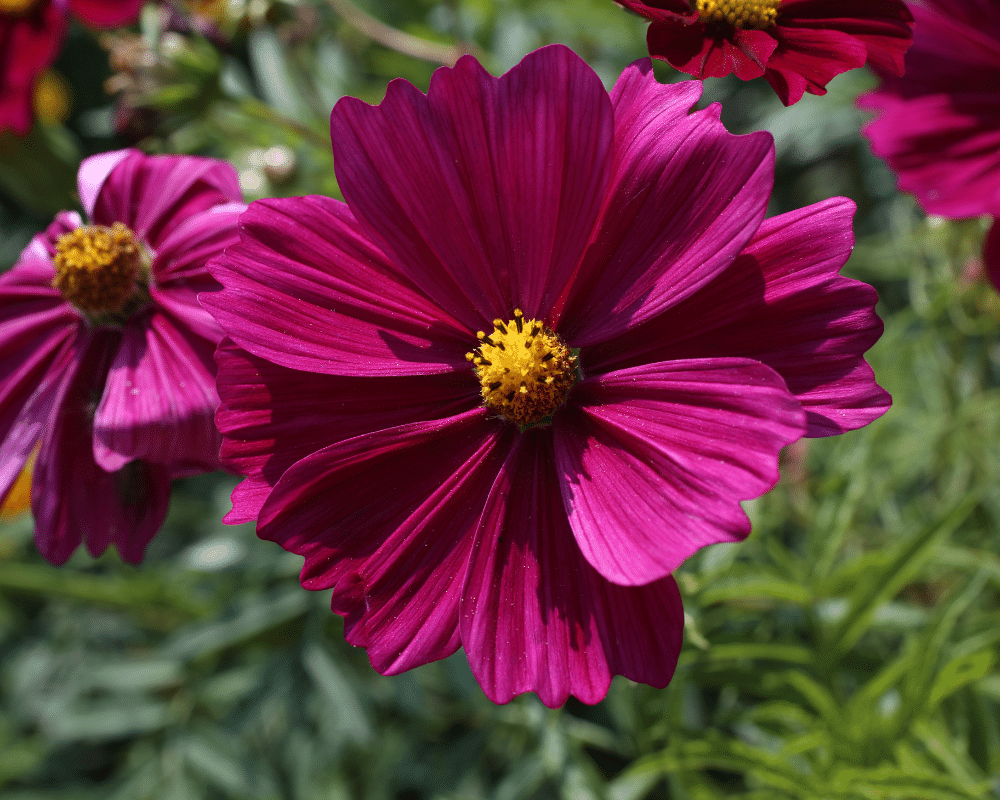 magenta cosoms with gold center