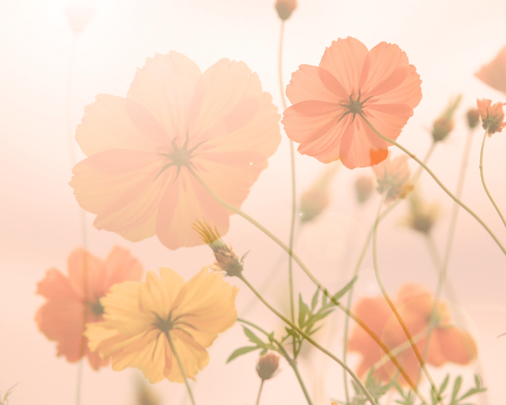 Varied pastel cosmos