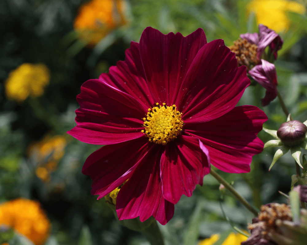 red cosmos