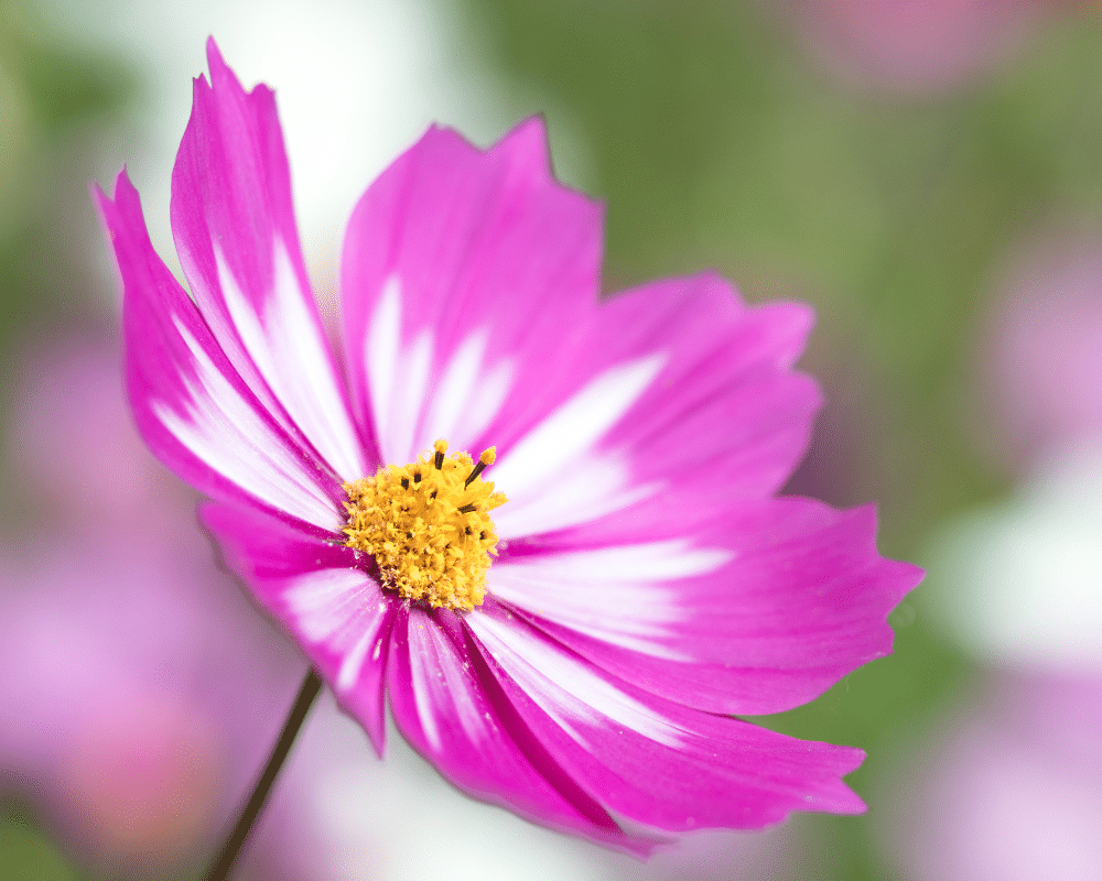 striped cosmos