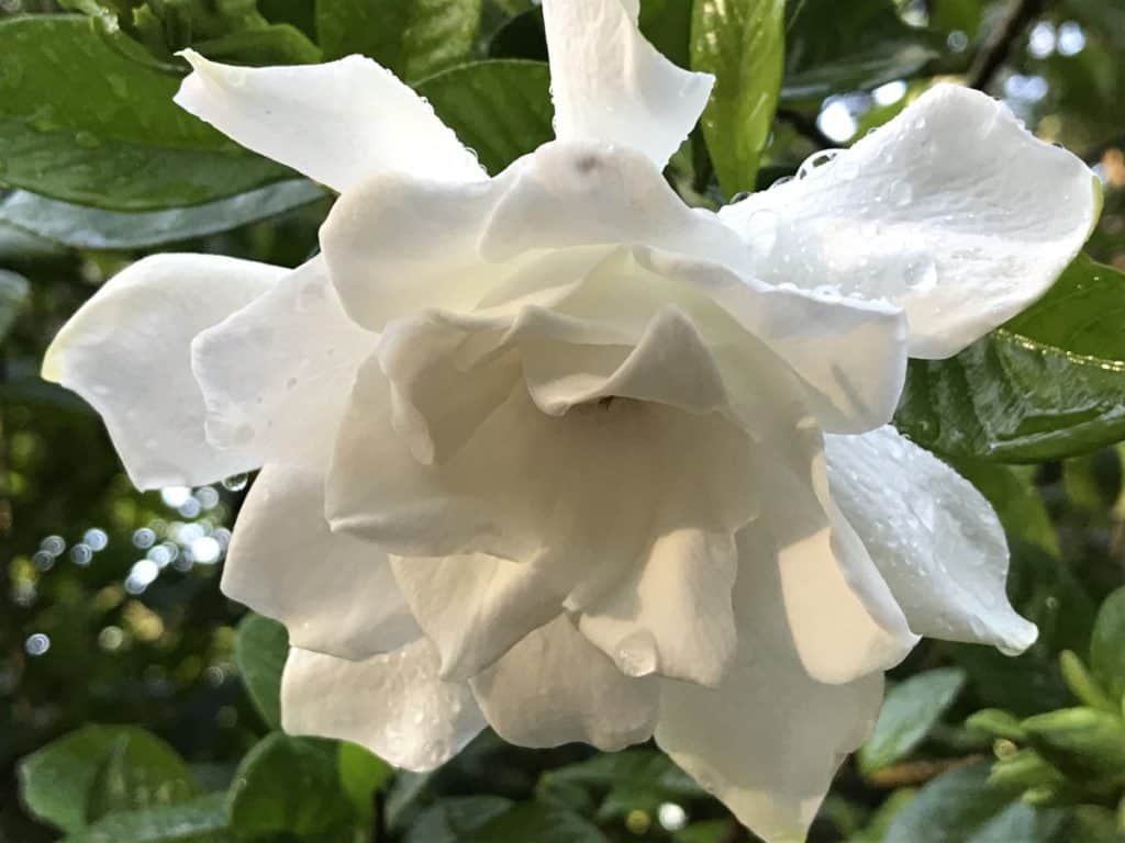 photo of a gardenia blossom