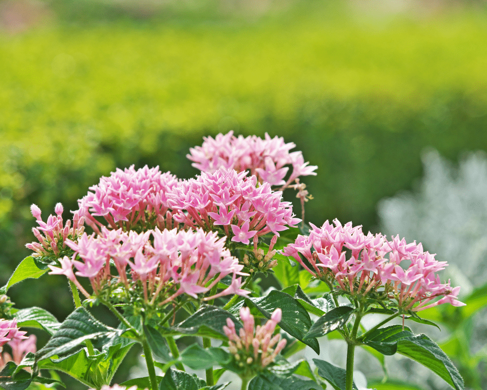 Pentas flowers grouped in a mounded blossom