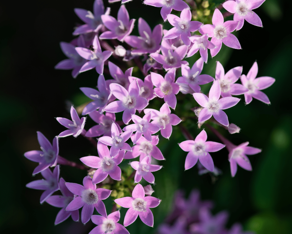 Star shaped blooms of pentas.