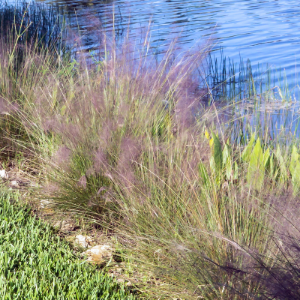 Pondside Plantings