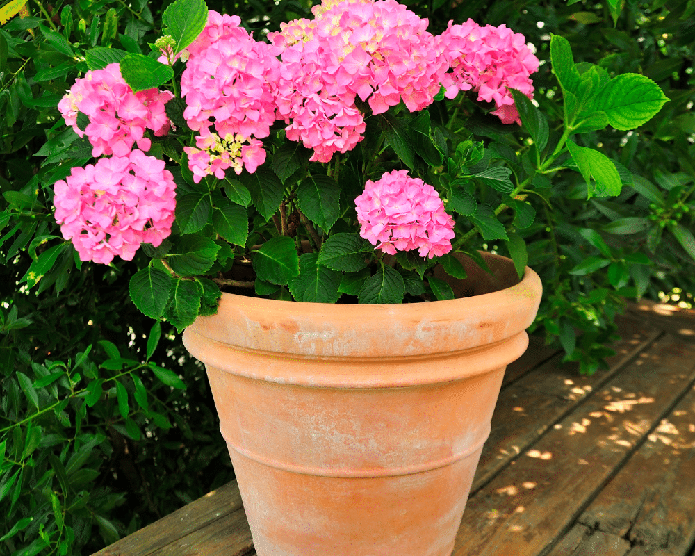 Geranium plant showing features in choosing them.