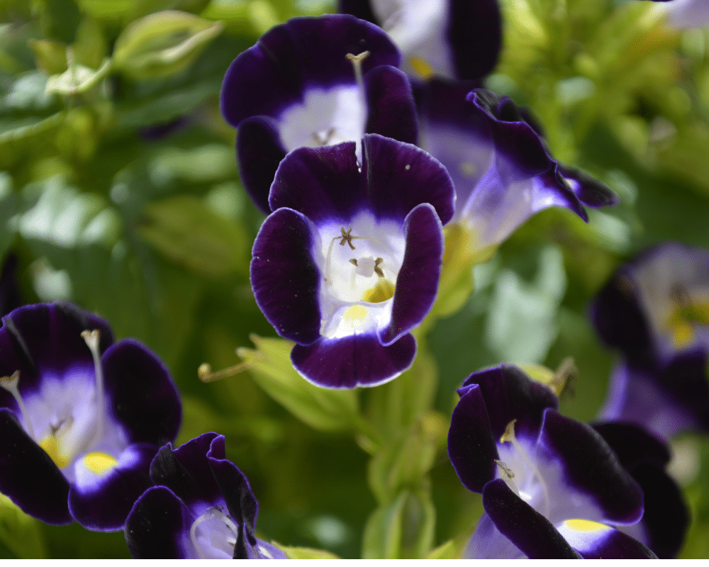 tiny torenia flower