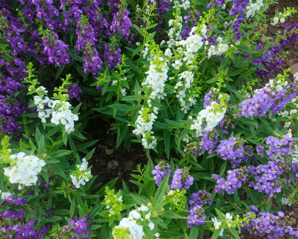 Angelonia the hot weather snapdragon you want