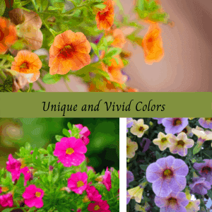 Calibrachoa in colors remember water in moderation