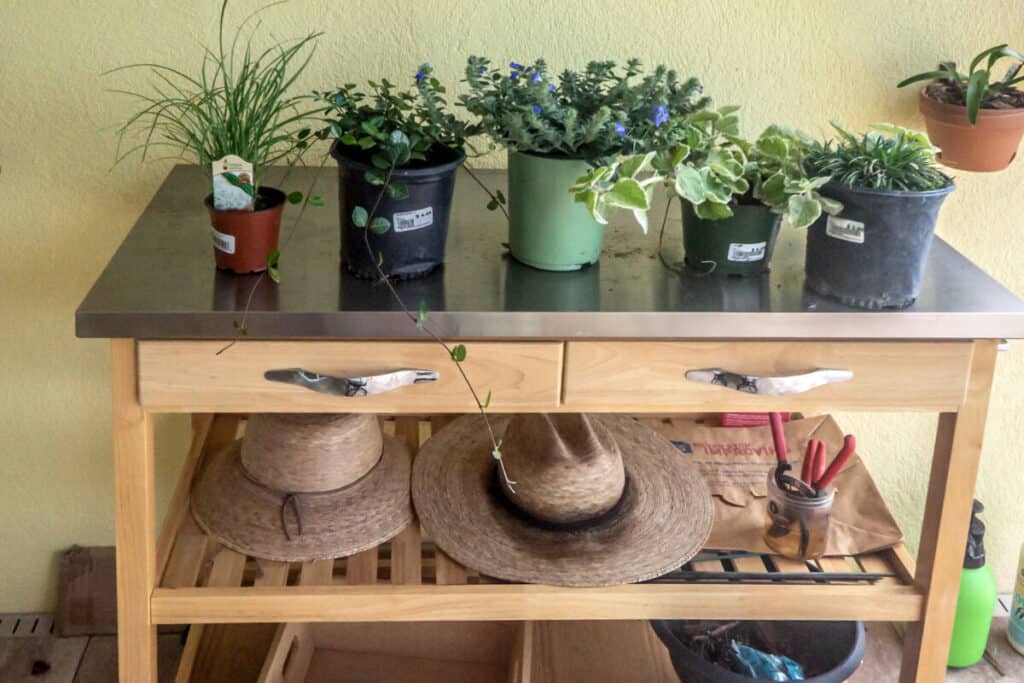 table of groundcover plants