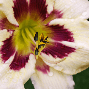 daylily, the clumping nature of daylily roots will create a problem solving ground cover.