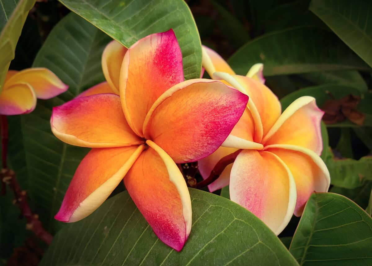 Plumeria