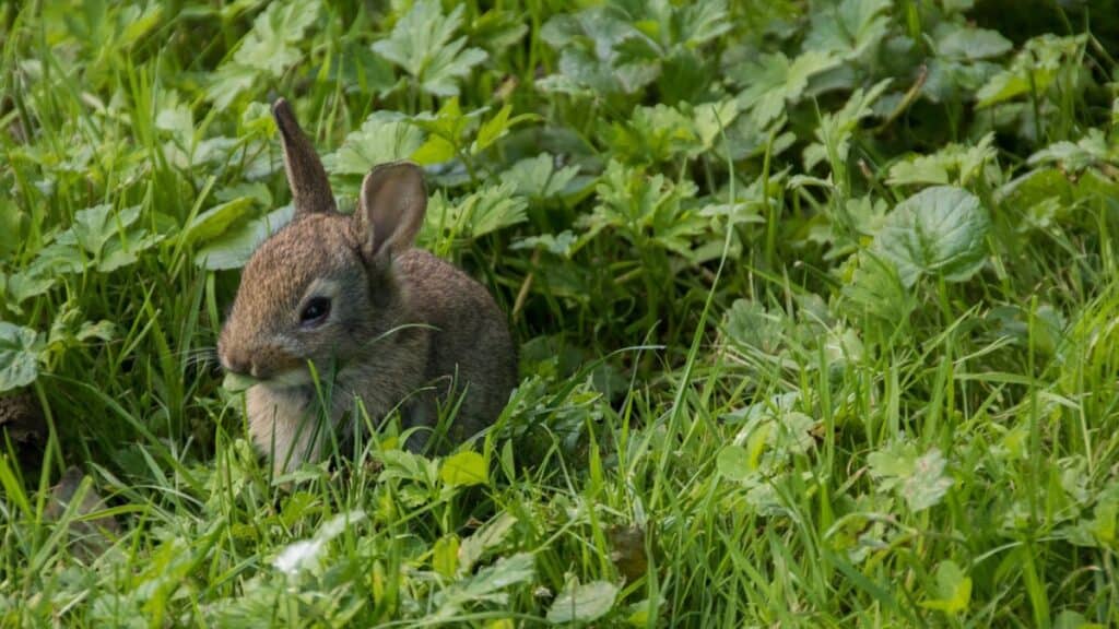 marsh rabbit