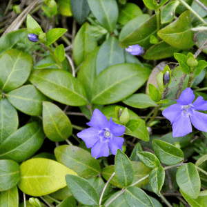 Vinca with flowers, an attractive solution to garden problems.