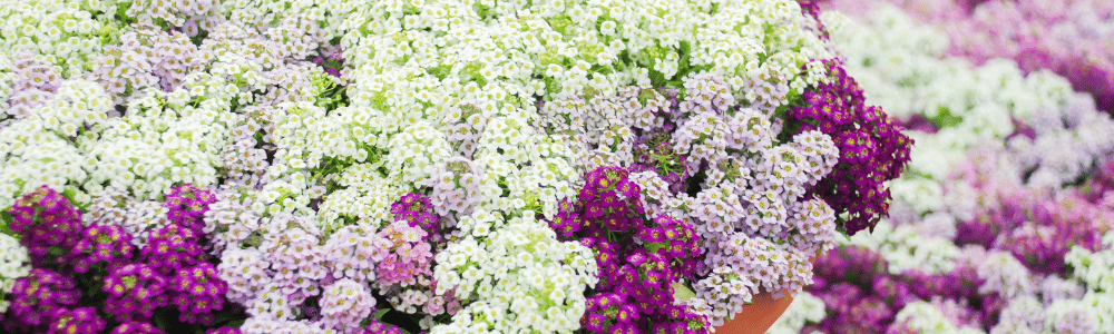 alyssum in two colors