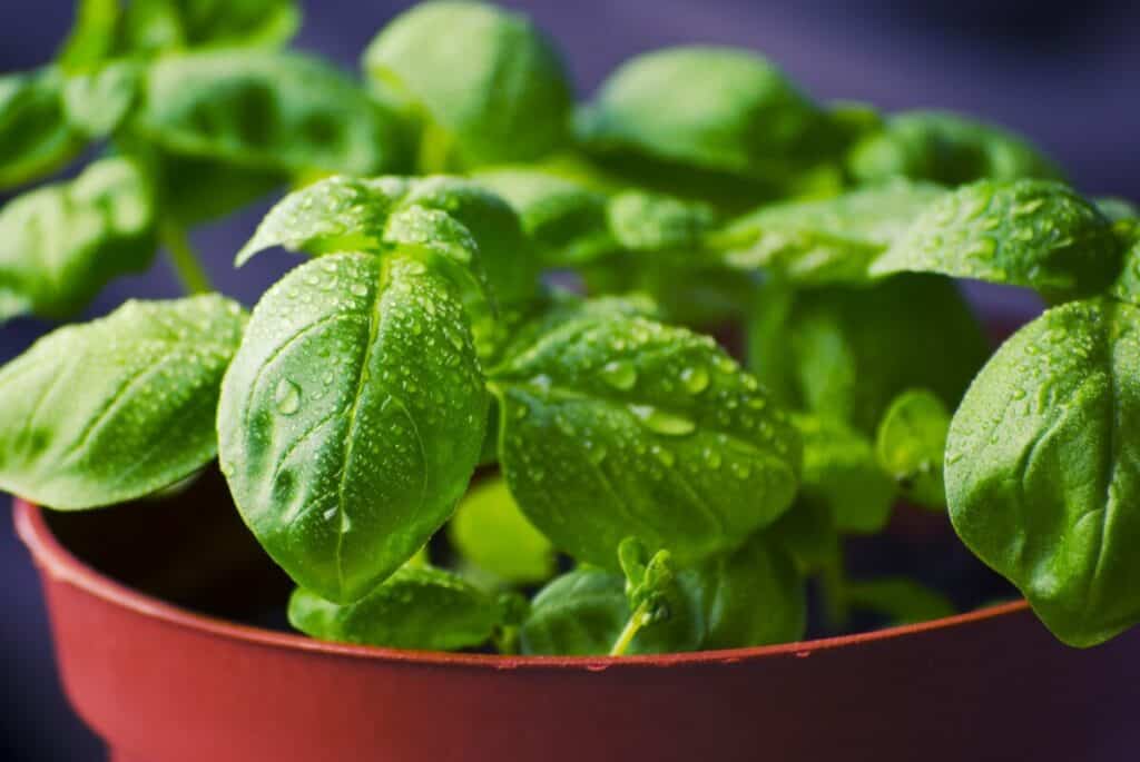 basil leaves in a dish, sage advice, basil, best tips