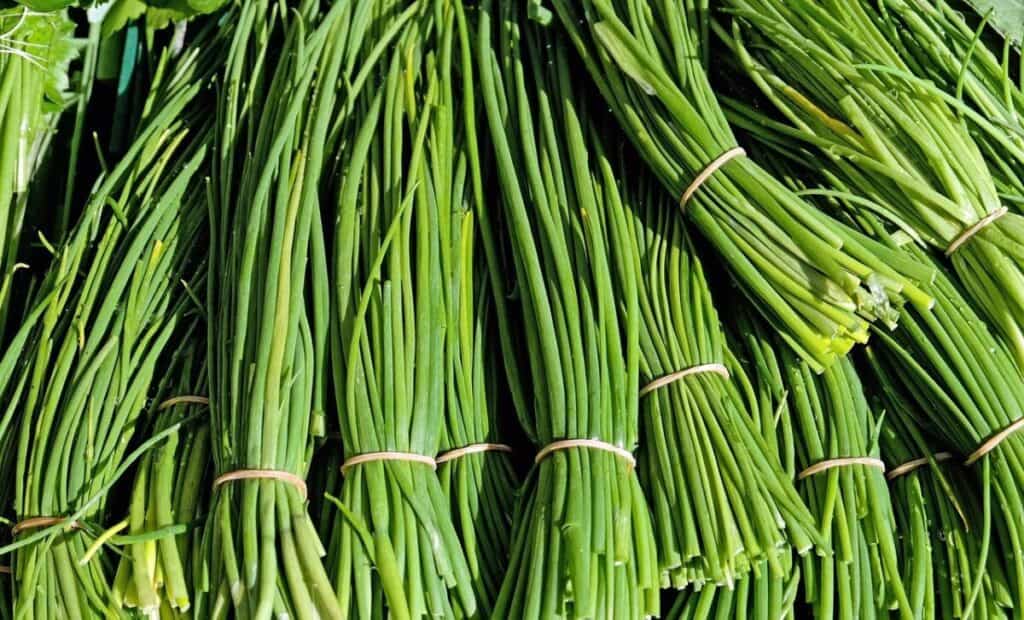 Bundle of chive hebs