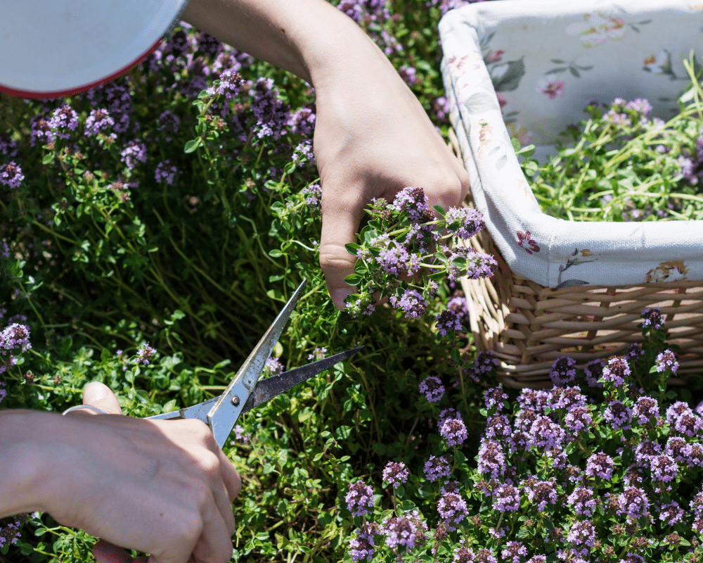 pruning thyme