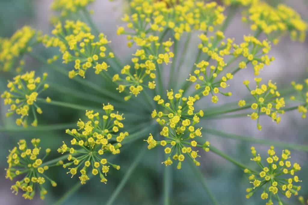 Dill with caterpillar