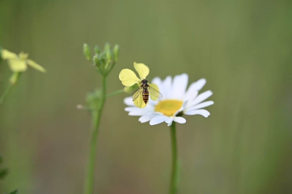 hoverfly