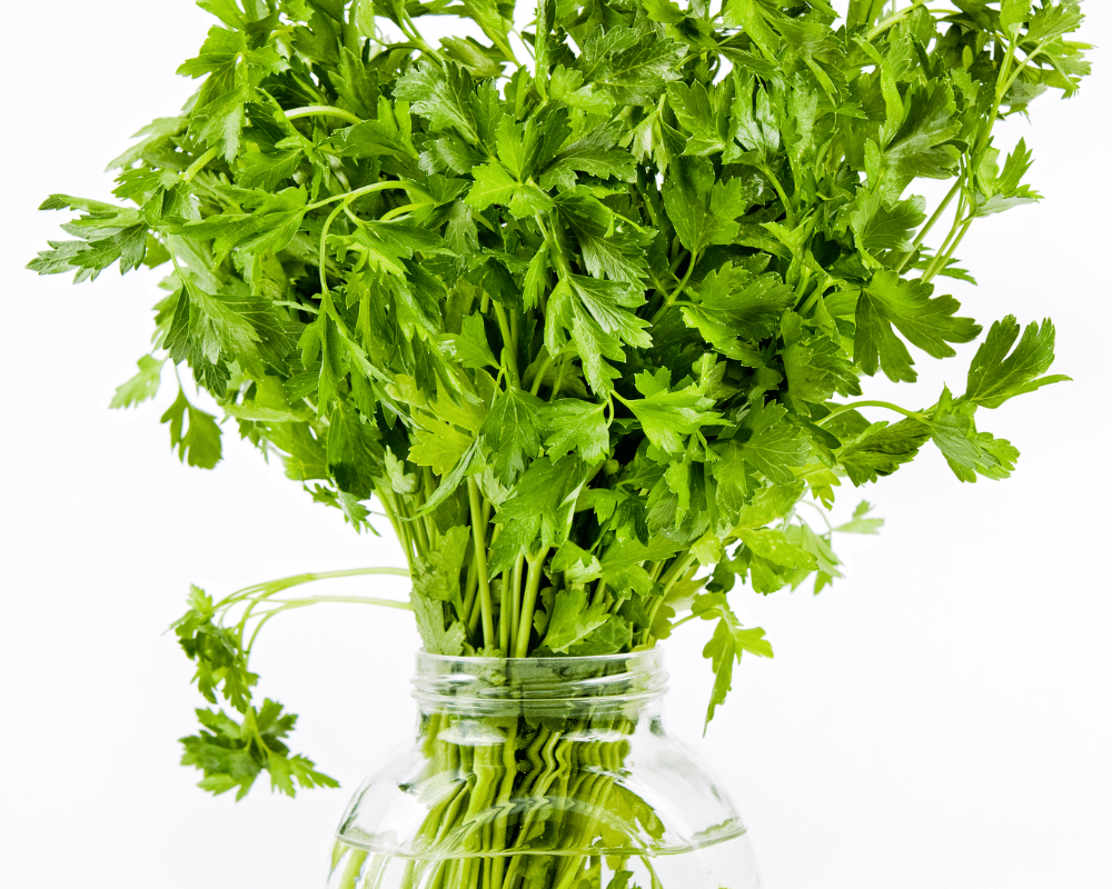 Cut parsley for the day in the cool morning and keep fresh in water