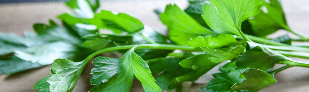 mature stem of parsley