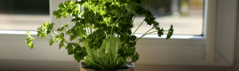 Parsley growing in container, sage advice for herbs-parsley, garden to kitchen