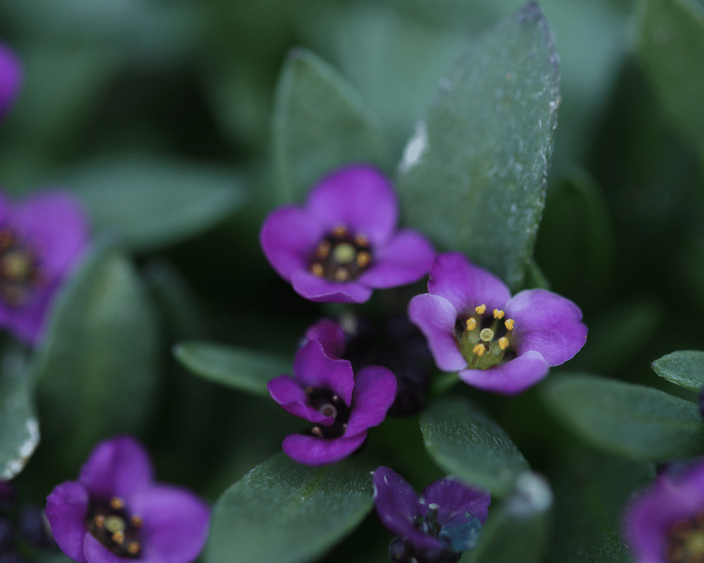 Purple aweet alyssum