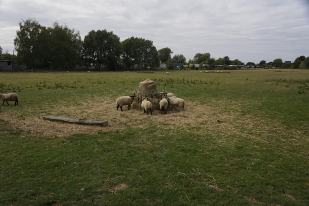 Sheep grazing in pastsures along the Oxford canal.