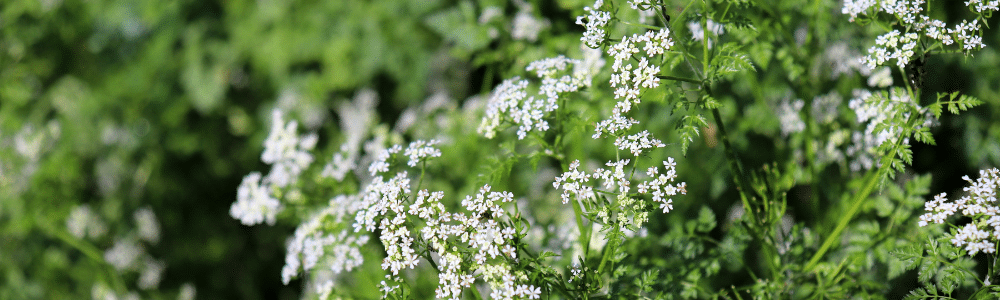 Chervil in bloom