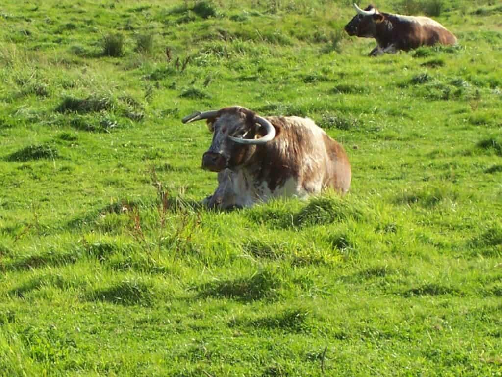 resting English Dishley Longhorn cattle