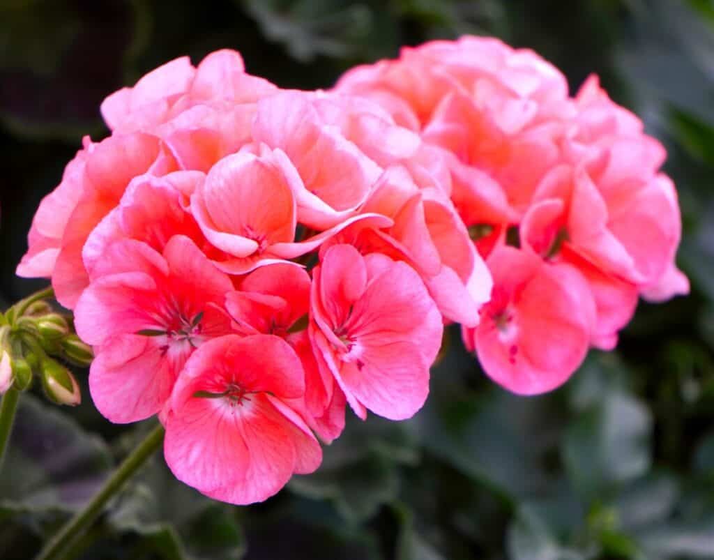 Pink Geranium blossoms How to choose them.