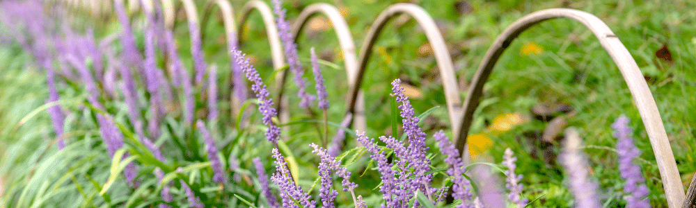 Border of liriope