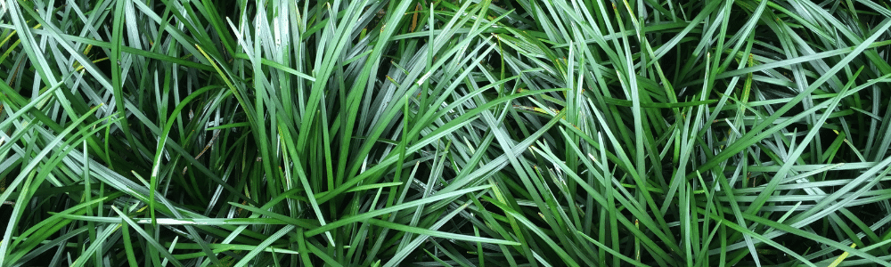 bed of mondo grass