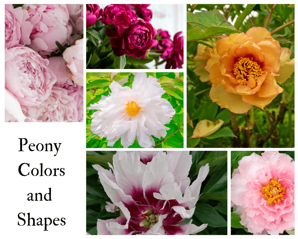 Peony Flower colors and shapes