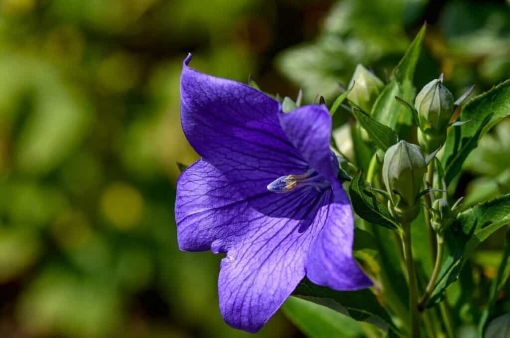 balloon flower blossom