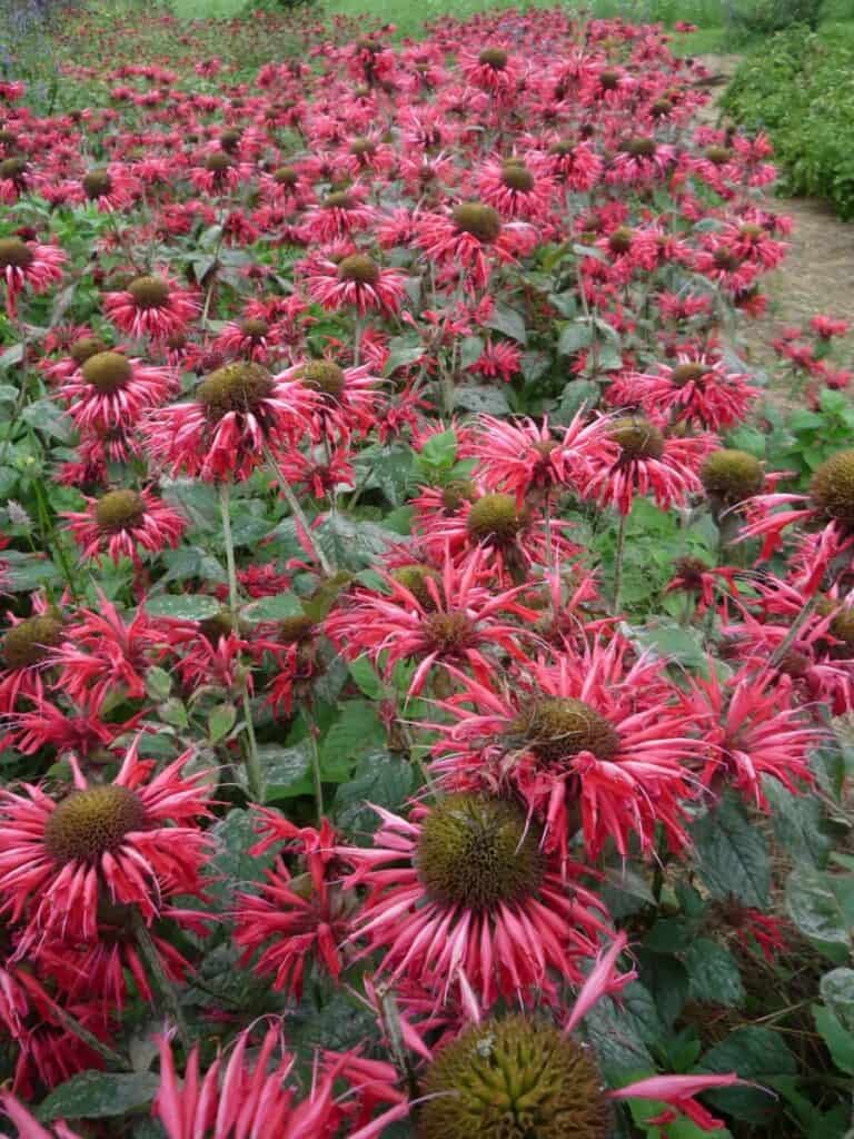 large bee balm plant