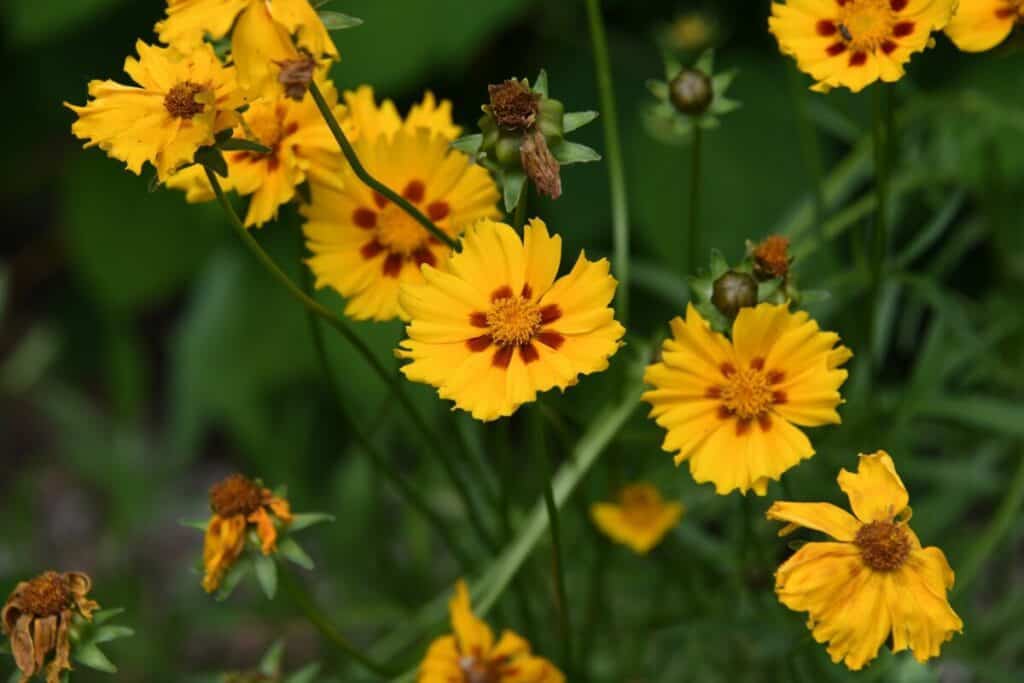 coreopsis flower in bloom