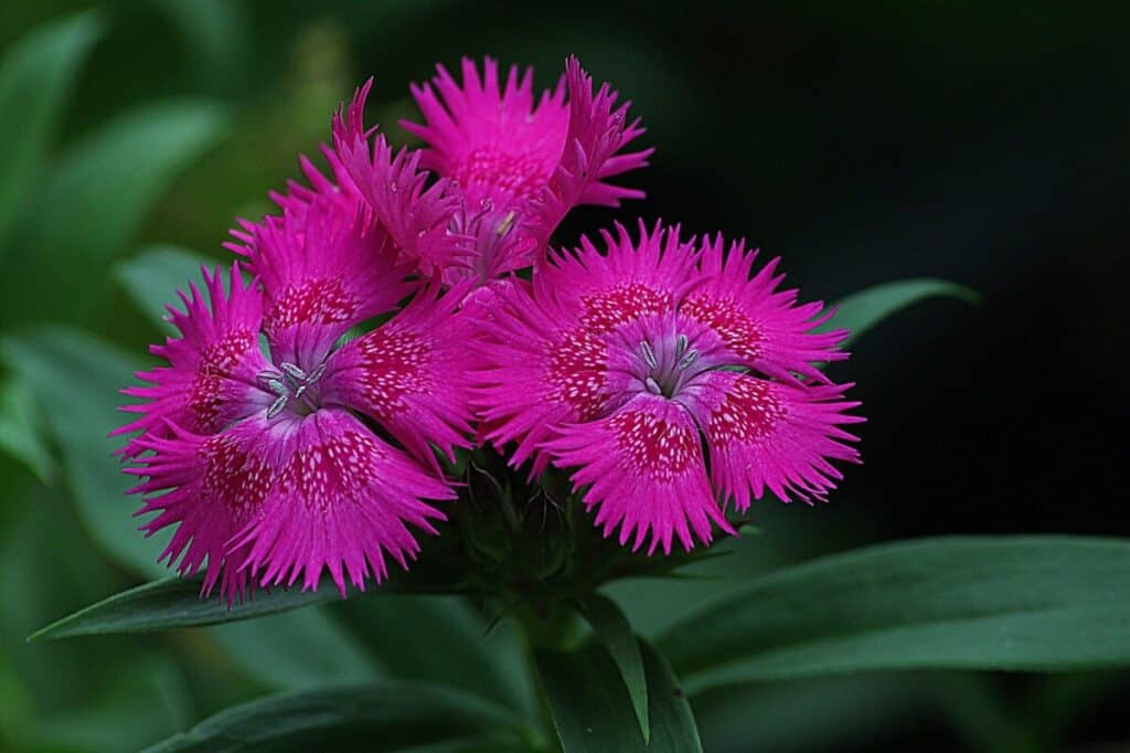 Image of Petunias and Firewitch dianthus companion plants