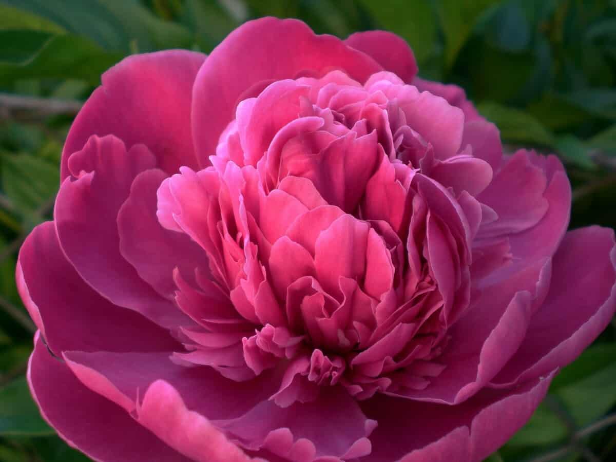 peony blossom